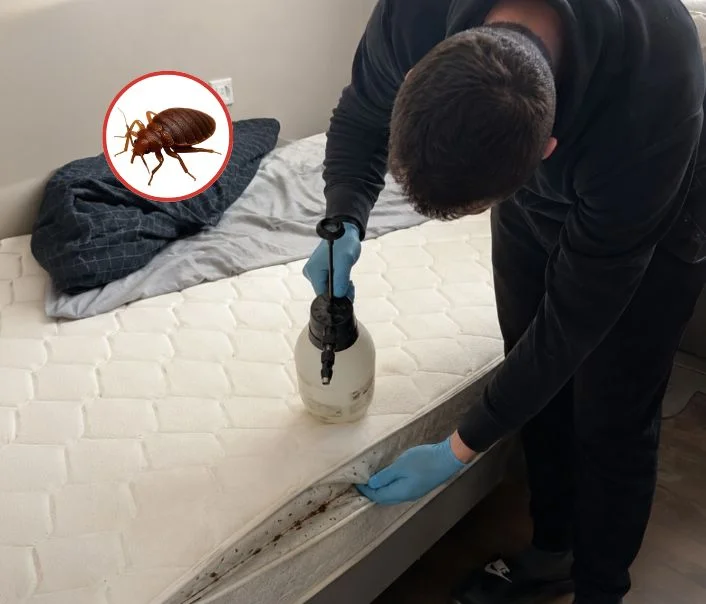 Technicien traitant un matelas contre les punaises de lit à Courdimanche